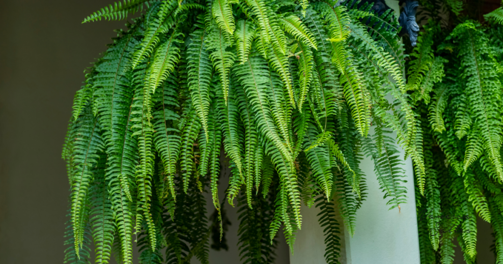 plantas para apartamento sombra