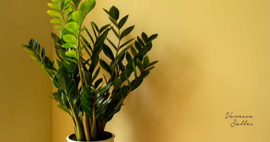 plantas para apartamento sombra